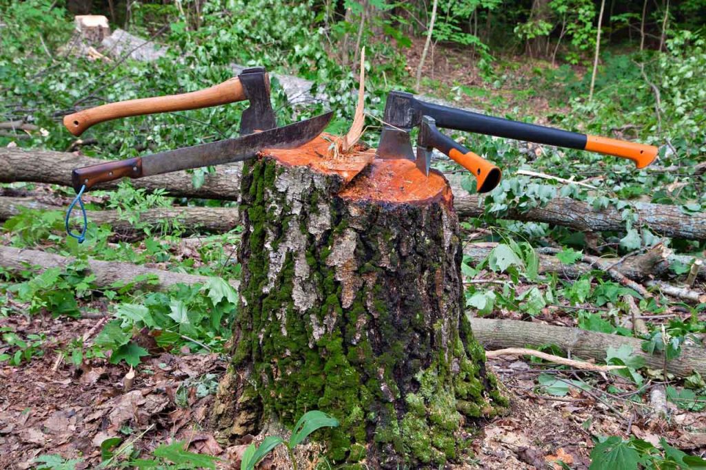 Algarve Tree Surgeons & Tree Services Algarve Algarve Tree Surgeons & Tree Services Algarve